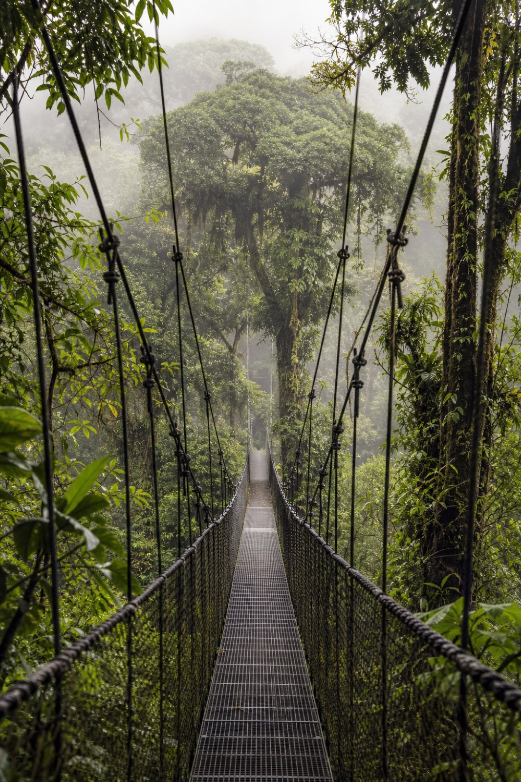 Hanging bridges
